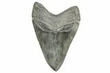 Fossil Megalodon Tooth - South Carolina #365756-2